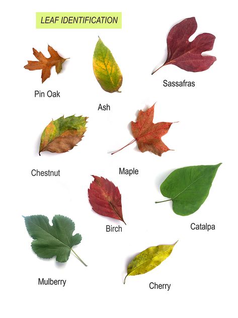 We have 3 Outdoor leaf activities- take a nature walk and learn about the trees and leaves around you. Leaf Identification Chart, Tree Leaf Identification, Leaf Hunt, Leaf Activities, Hiking Party, Sassafras Tree, Maple Leaf Art, Leaves Name, Leaf Identification