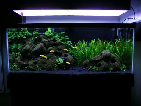 Dans First Fishtank Black Gravel Aquarium, African Cichlid Tank, African Cichlid Aquarium, 10 Gallon Fish Tank, Cichlid Aquarium, Fish Tank Themes, Aquarium Set, Black Soil, Fish Tank Design