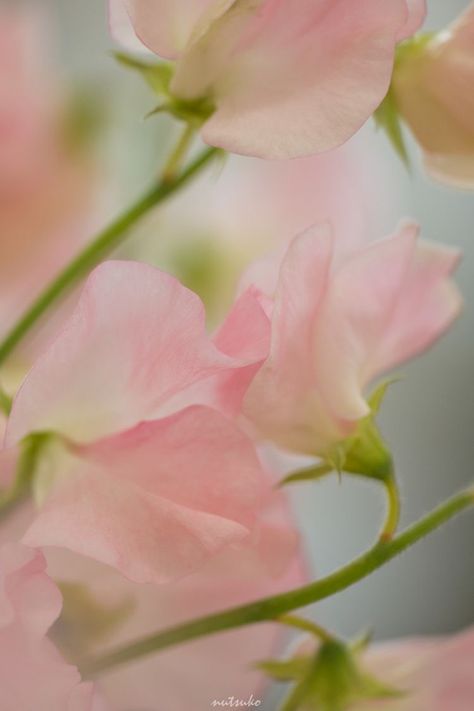 Flower Close Up Aesthetic, Sweetpea Flower, Flower Close Up, Floral Photography, Flowers Nature, Macro Photography, Love Flowers, Flowers Photography, My Flower