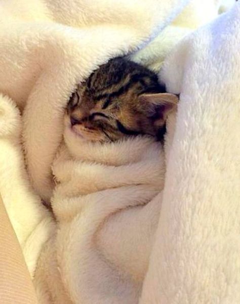 Cute Kittens | Adorable Kitten Pictures | Baby Kitten Snuggling: Cele Mai Drăguțe Animale, Söt Katt, Adorable Kitten, Kitten Pictures, Baby Kittens, Cute Animal Pictures, Cute Creatures, Cute Kittens, Beautiful Cats