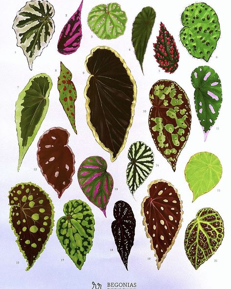 Plant Leaf Identification, Begonia Leaves, Begonia Leaf, Leaf Identification, Flower Room, Paper Plants, Inside Plants, Indoor Plant Care, Leaf Drawing