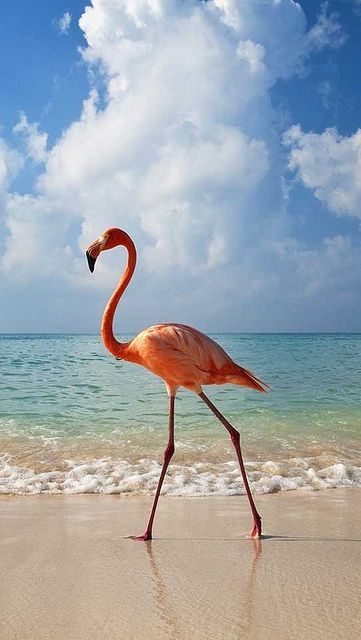 In Bayahibe, Dominican Republic you can see Flamingos walking along the beach! — Image by © Axiom Playboy Jewelry, Flamingo Pictures, Flamingo Bird, Beach Images, Flamingo Art, Seni Cat Air, Pink Bird, Pink Flamingo, Pink Flamingos