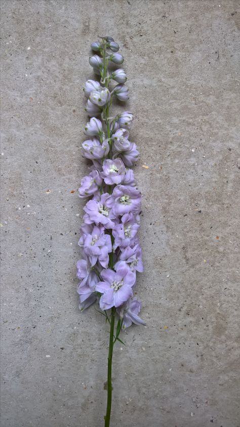 Light Purple Delphinium, Delphinium Belladona, Lilac Delphinium, Lavender Delphinium, Delphinium Tattoo, Delphinium Grandiflorum, Delphinium Bouquet, Purple Delphinium, Delphinium Plant