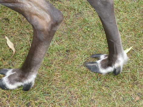 Reindeer feet. | The hooves make a clicking noise as they wa… | Flickr Deer Hooves, Painting Moodboard, Felted Reindeer, Reindeer Hooves, Snow Window, Therian Gear, Animal Reference, Animal Character, Vintage Deer