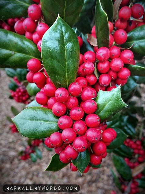 The Folklore and Medicinal Uses of Holly – Mark Explores Holly Bush, Sea Holly, Holly Tree, Herbal Apothecary, Crown Of Thorns, Wild Plants, Holly Berries, Holly Leaf, Traditional Chinese Medicine