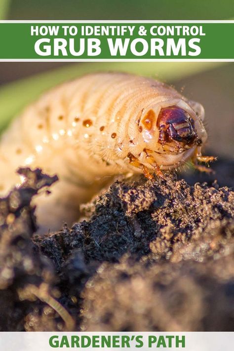 A close up vertical image of a terrifying looking lawn grub on the surface of the soil pictured in light sunshine on a soft focus background. Tot the top and bottom of the frame is green and white printed text. Lawn Care Diy, Summer Lawn Care, Grub Worms, Lawn Striping, Lawn Mower Storage, Vegetable Benefits, Weeds In Lawn, Lawn Fertilizer, Lawn Care Tips