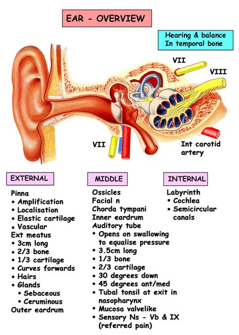 Instant Anatomy - Head and Neck - Areas/Organs - Ear - General overview Anatomy Head, Ear Anatomy, Hearing Health, Human Body Anatomy, Medical School Studying, Nursing School Notes, Human Anatomy And Physiology, Medical Anatomy, Medical Coding