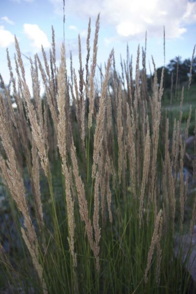 Zone 3 Grasses For Gardens And Lawns: Growing Grass In Cold Climates - Cold climate gardeners in USDA zone 3 can have difficulty finding the right plants that will perform well year around and survive some of the coldest winters. Zone 3 grasses for gardens are limited, but this article should help. Ornamental Grass Landscape, Grass Species, American Meadows, Growing Grass, Perennial Grasses, Plant Zones, Grass Type, Grasses Landscaping, Meteor Garden 2018