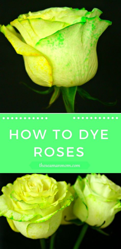 Dye Roses, Prom Flowers Bouquet, Dyed Flowers, Diy Dye, Dye Flowers, Diy Roses, Food Dye, Crafts To Make And Sell, Green Rose