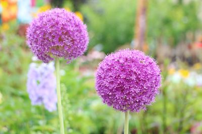 Zierlauch, Allium - Pflanzen, Pflege, Vermehren und Überwintern - Gartendialog.de Ornamental Allium, Allium Garden, Wild Growth Hair Oil, Star Beauty, Planting Hydrangeas, Black Castor Oil, Pink Wine, Organic Sugar, Plant Food