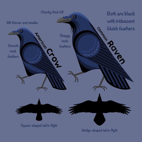 Crow Facts, Raven Spirit Animal, Raven Totem, Crow Logo, Reincarnation Story, Raven Logo, Crows Ravens, Black Crow, Animal Facts