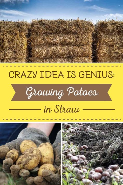 Although some gardeners experience less yield and more above-ground pests when growing potatoes in straw, its ease of planting and harvesting wins many over. Potato Planting, Plant Potatoes, Straw Mulch, Grow Potatoes, Healthy Potatoes, Planting Potatoes, Growing Potatoes, Garden Vegetables, Garden Terrarium