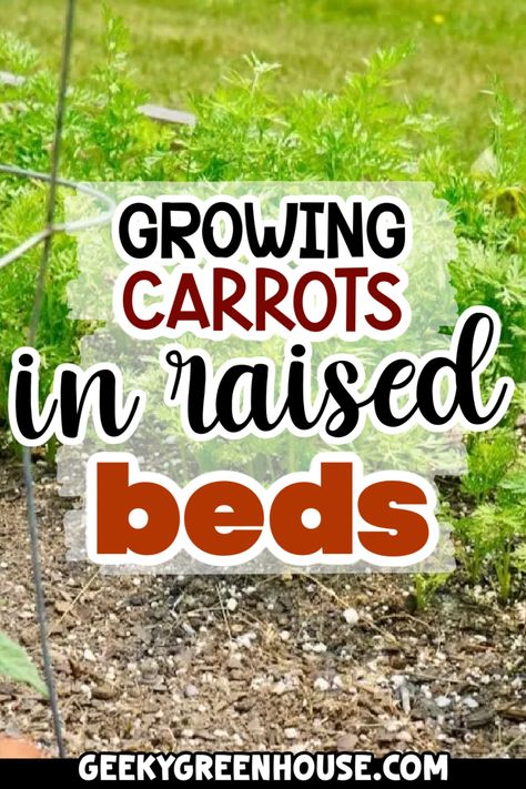 Learn how to grow delicious carrots in raised beds in your very own vegetable garden. Discover the benefits of using raised beds for growing vegetables and get expert tips for a successful harvest. How To Grow Carrots, How To Plant Carrots From Seeds, What To Do With Carrots From The Garden, Growing Carrots From Scraps, Best Way To Plant Carrot Seeds, Carrot Tops Growing, Planting Carrots, Carrot Seedlings, Vegetable Garden Boxes