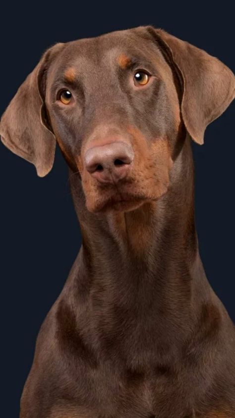 Doberman With Floppy Ears, Doberman Ear Cropping, American Doberman, Red Doberman Pinscher, Brown Doberman, Doberman Breed, European Doberman, Doberman Love, Doberman Pinscher Dog