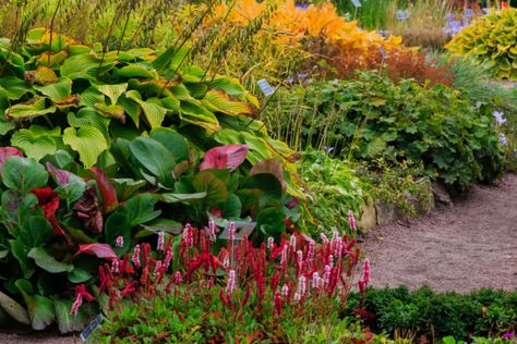 How To Divide Perennials In The Fall - Create More Plants For Free Hosta Care, Fall Clean Up, Hosta Plants, Leafy Plants, Big Plants, Blooming Plants, Free Plants, Replant, Fall Plants