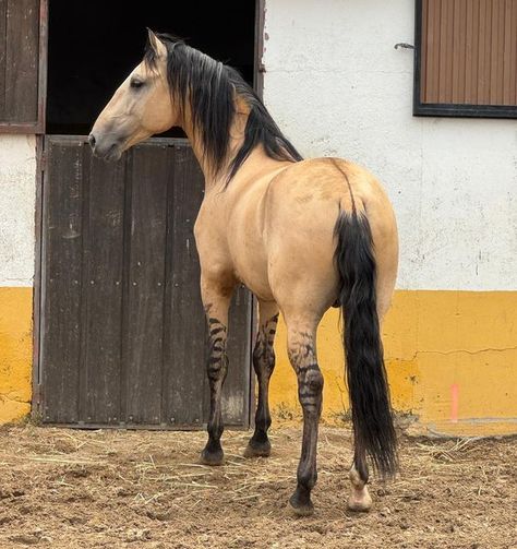 Natividad Zahiño on Instagram: "💛 EXCLUSIVE BUCKSKIN LUSITANO WITH THOSE LEG MARKS 💛   Will let you scape this FANTASTIC HORSE LUSITANO with this special coat ?! Contact me to get him.   fantasticprehorses@gmail.com  www.fantasticprehorses.com   Horse based in Spain 🇪🇸   #fantasticprehorses #dressagehorse #horse #lusitano #dressage #horsesofinstagram #horseriding #lusitanohorse" Lusitano Dressage, Buckskin Horse, Lusitano Horse, Horse Inspiration, Horse Aesthetic, Dressage Horses, Animal Photo, Beautiful Horses, Dressage