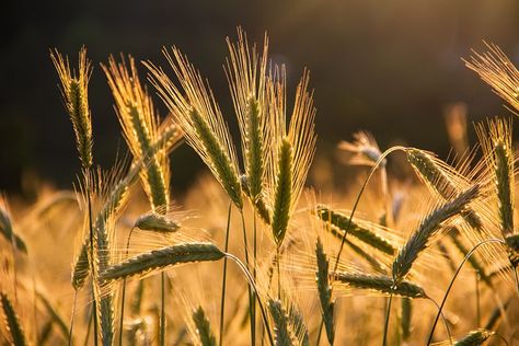 Discover and download free images Barley Plant, Harvest Bible, Wheat Harvest, Nitrogen Fixation, Seasonal Allergies, Dog Allergies, Black Sea, Dietary Fiber, Barley