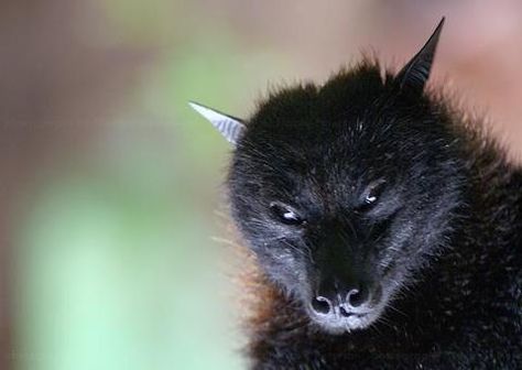 Beautiful..the Wolf Bat..looks like a small fox Wolf Bat, Sun Gazing, Fox Bat, Creepy Creatures, Bat Girl, Fruit Bat, Cute Bat, Unusual Animals, Creatures Of The Night