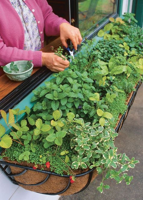 Window Box Herb Garden, Herb Garden Window, Shed Inspiration, Kebun Herbal, Window Herb Garden, Tanaman Pot, نباتات منزلية, Herb Garden Design, Kitchen Herbs