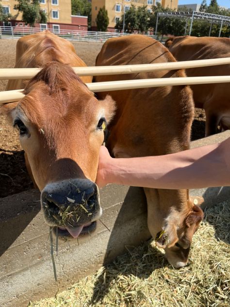 Cute Cow Aesthetic, Uc Davis Aesthetic, Davis Aesthetic, Cow Aesthetic, College Core, University Of California Davis, Aggie Pride, College Vision Board, Year Goals