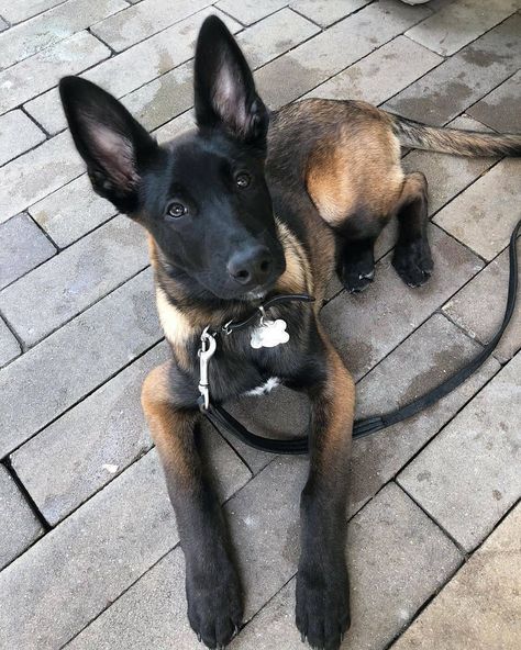 Belgian Malinois Army on Instagram: “So cute! 🐾Follow @malinois.army for more❣ ❤Double tap 📷:@rileythemal  #malinoisarmy” Belgian Dog, Belgian Malinois Puppies, Belgium Malinois, Malinois Puppies, Belgian Malinois Dog, Reactive Dog, Malinois Dog, Belgian Shepherd, Divine Beauty