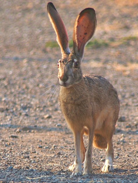 jack rabbit in the Sonoran Desert of SE AZ... get up close and personal to nature! www.arizonasunshinetours.com Animal Aesthetic, Wallpapers Beautiful, Wild Hare, Desert Animals, Jack Rabbit, Animal Nails, Beautiful Aesthetic, Aesthetic Nature, Sonoran Desert