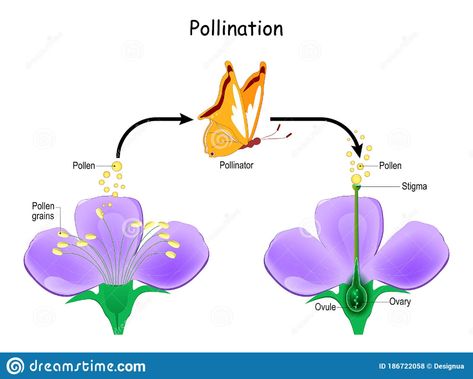 Cross-pollination Using an Animal of Pollinator. Butterfly and Anatomy of a Flower Stock Vector - Illustration of botany, insect: 186722058 Anatomy Of A Flower, Cross Pollination, Book Cover Page Design, Animal Garden, Science Classroom Decorations, Book Cover Page, Cartoon Butterfly, Flower Stock, Science Classroom