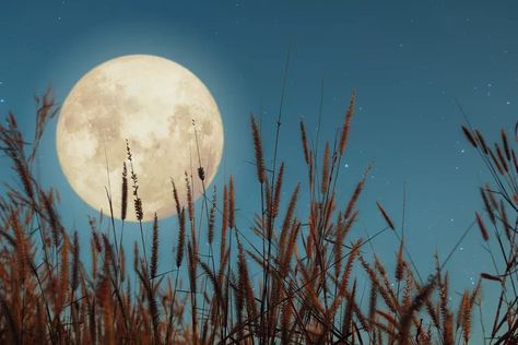 What Is a Harvest Moon? When to View It in September 2021 Full Moon Astrology, Full Moon Names, Moon Names, Autumnal Equinox, Background Flower, Wild Grass, Sky Full, Light Wave, Flower Vintage