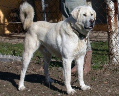 Akbash Dog, Dog Psychology, Every Dog Breed, Livestock Guardian Dog, Livestock Guardian, Disabled Dog, Shepherd Dog Breeds, Giant Dogs, Dog Shedding