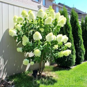 Hydrangea paniculata "Silver Dollar" tree Pa 80-100 cm - Hydrangea paniculata "Silver Dollar" tree Pa 80-100 cm Limelight Hydrangea, Hydrangea Paniculata, Silver Dollar, Love Flowers, Dollar Tree, Hydrangea, Plants, Flowers, Silver