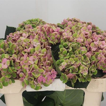 Pink And Green Hydrangea Centerpiece, Pink Hydrangea Arrangements, Pink And Green Hydrangea, Green Hydrangea Bouquet, Pink Hydrangea Bouquet, Flower Arrangements Wedding, Carnation Bouquet, Dutch Flowers, Wedding Flowers Hydrangea