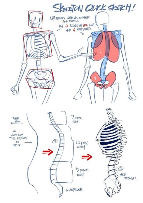 Drawing Bones, Skeleton Drawings, Anatomy Tutorial, Human Anatomy Drawing, Human Skeleton, Human Anatomy Art, Body Reference Drawing, Body Anatomy, Figure Drawing Reference