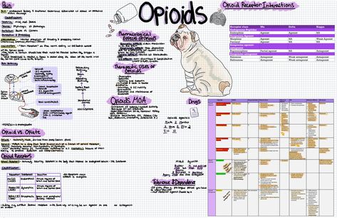 Here is a one page study guide/notes of common opioids used in vet med! Vtne Study Guide, Vet Tech Notes, Vtne Study, Veterinary Notes, Study Guide Notes, Veterinarian School, Vet School Motivation, Biology Degree, Veterinary Nursing