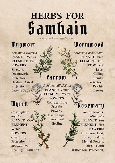 Free Grimoire Pages - Your Book of Shadows Inspiration! ⋆ Merkaba Study Samhain Grimoire Page, Herbs For Samhain, Samhain Herbs, Book Of Shadows Inspiration, Grimoire Pages, Magickal Herbs, Witch Herbs, Love Psychic, Wiccan Magic