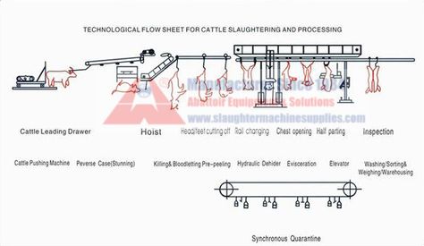 The Most Comprehensive & Detailed Cattle/Cow Abattoir Slaughter Processing Flow Chart - Cattle Slaughtering Equipment Supplier, Pig Slaughter Equipment Supplier, Cattle Halal Slaughter Line Supplier in China, Pig Slaughter Line Supplier, Sheep Slaughterhouse Equipment Manufacturer, Poultry Slaughter Processing Machine, Cattle Abattoir Equipment, Goat Slaughter Line Machine, Hog Slaughter Line Equipment, Chicken Slaughter Line Machine Cow Slaughterhouse, Cow Slaughter, Meat Processing, Chest Opening, Flow Chart, Sheep, Cow, Chicken, China