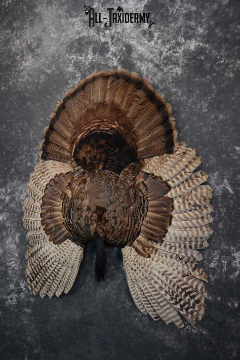 Turkey Taxidermy Ideas, Turkey Mounts Taxidermy, Turkey Feather Decor, Turkey Display, Taxidermy Aesthetic, Turkey Taxidermy, Female Turkey, Turkey Pics, Turkey Mounts