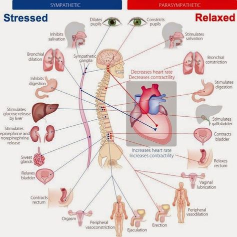 Sympathetic vs Parasympathetic - Physiological functions of both the sympathetic and parasympathetic nervous system. Parasympathetic Vs Sympathetic, Sympathetic Vs Parasympathetic, Nerve System, Health Infographic, Study Resources, Nurse Rock, Respiratory Therapy, Autonomic Nervous System, Human Anatomy And Physiology