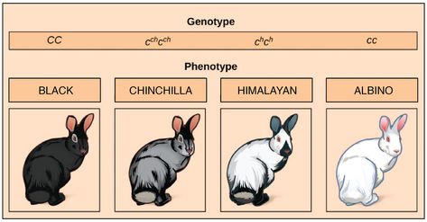 Non-Mendelian inheritance review (article) | Khan Academy Non Mendelian Inheritance, Mendelian Inheritance, Color Worksheet, High School Biology, Khan Academy, Animal Fur, Math Art, Color Worksheets, Computer Programming