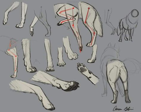 How To Draw Wolf, Fox Anatomy, Draw Wolf, Leg Reference, Aaron Blaise, Feet Drawing, Canine Drawing, Drawing Legs, Dog Anatomy