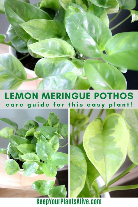 Lemon Meringue Pothos, Pothos Care, Plants Names, Pothos Plant Care, Pothos Plants, Plant Care Guide, Pothos Plant, Easy Plants, Lemon Meringue