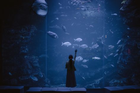 Kyoto Aquarium, Poses References, Blue Hour, Cinematic Photography, Hand Holding, Pretty Photos, Sealife, 인물 사진, Photo Reference