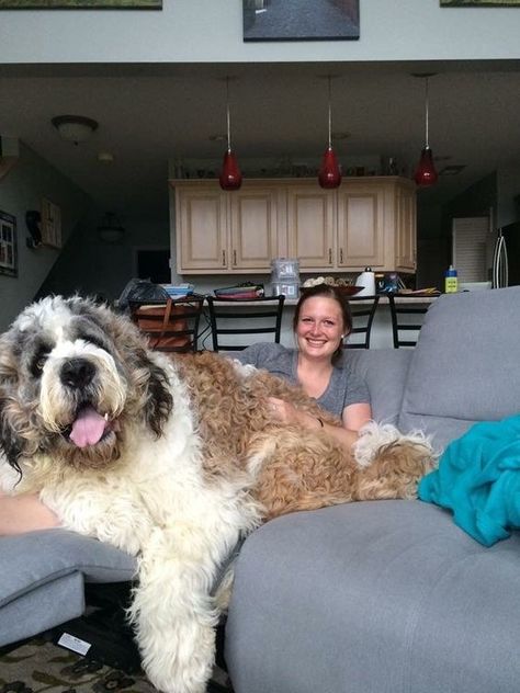 Bernard Doodle, Saint Bernard Poodle, Saint Berdoodle, St Berdoodle, Poodle Mix Breeds, Dog Nature, Poodle Mix Dogs, St Bernard Puppy, Huge Dogs