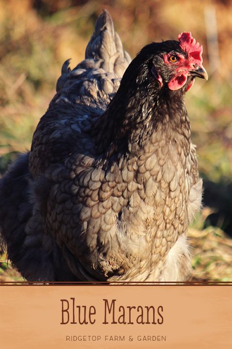 French Blue Copper Maran Chicken, French Blue Copper Maran, Blue Copper Marans, Chicken Types, Copper Maran, Maran Chickens, Black Copper Marans, Ducks And Chickens, Brown Egg