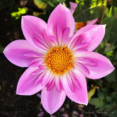 This is actually a dahlia flower. Love the ring of inner petals. Dahlia Flowers, Blossom Garden, Open Flower, Beautiful Pink Flowers, Peonies Garden, Flower Landscape, Wonderful Flowers, Balloon Flowers, Beautiful Bouquet Of Flowers