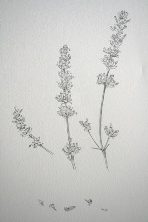 Lavender Sketch, Lavender Pencil Drawing, Lavender Ink Drawing, Lavender Illustration, Vine Pencil Drawing, Lavender Line Drawing, Lavender Drawing, Lavender Flowers Sketch, Heart Pencil Drawing