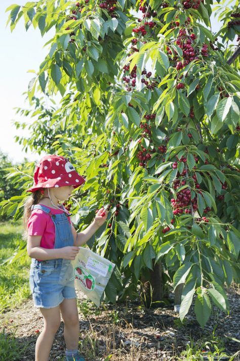 Cherry Farm and Pick Your Own Cherries north of Boston, MA – Parlee Farms Picking Cherries, Cherry Farm, Cherry Picking, Cherry Season, Mid July, Fruit Picking, Berry Farm, New Farm, Door County