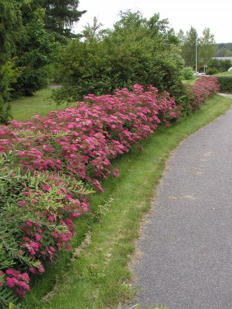 Spiraea japonica Froebelii, RosenSpirea Backyard Wooded Landscaping, Outdoor Landscaping Ideas Front Yard, Spirea Japonica, Spiraea Japonica, Spring Chalkboard, Front Yard Plants, Shade Shrubs, Sun Loving Plants, Garden Shrubs