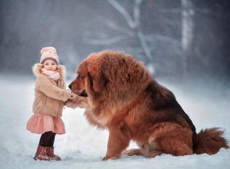 Top 100 Female Dog Names Best Big Dog Breeds, Tibetan Dog, Tibetan Mastiff Puppy, Tibetan Mastiff Dog, Female Dog Names, Best Dog Names, Mastiff Breeds, 2k Wallpaper, Big Dog Breeds