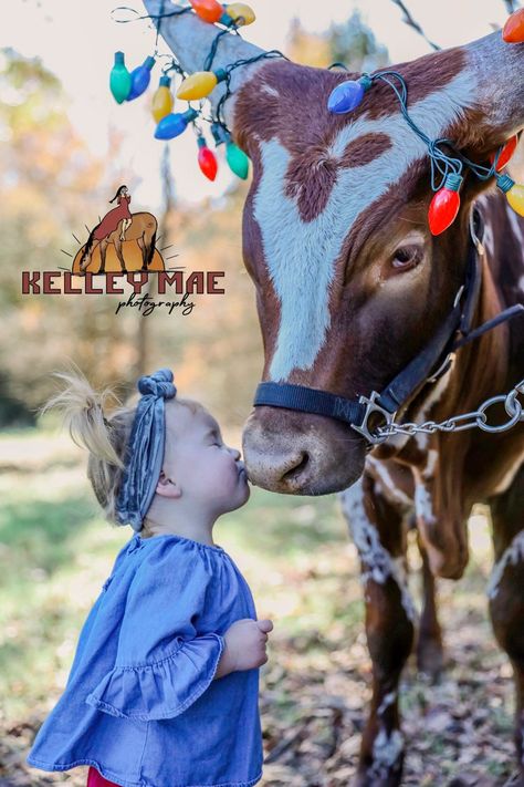 Cow Photoshoot, Highland Cow Christmas, Cow Photography, Mini Cows, Cow Christmas, Christmas Cow, Farm Photography, Cow Pictures, Christmas Mini Sessions