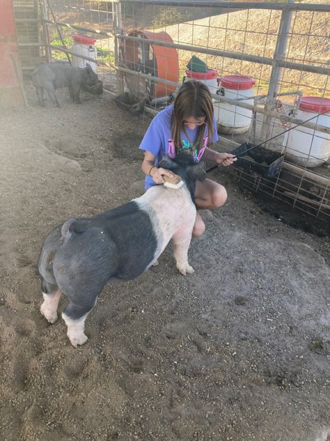 Livestock Showing, Livestock Judging, Pig Showing, Pig Pictures, Show Cattle, Showing Livestock, Rodeo Life, Pig Farming